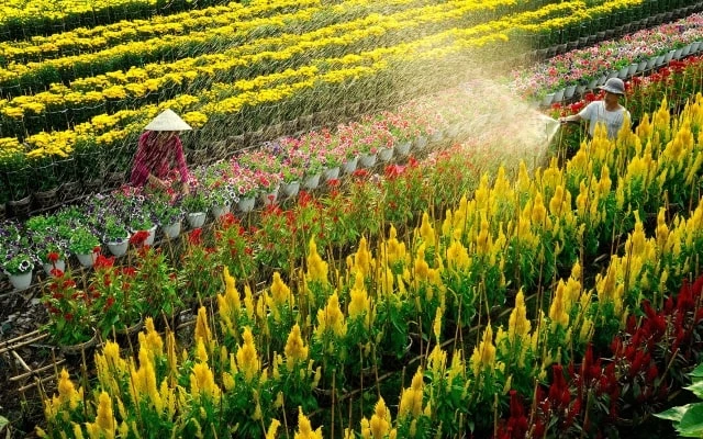 Khám Phá Làng Hoa Sa Đéc Nơi Nghệ Thuật Sống Động