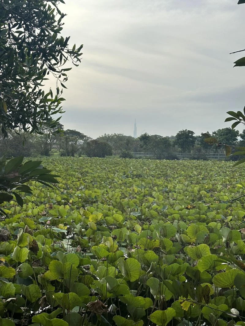 Review mọi thứ về công viên văn hóa Gò Vấp