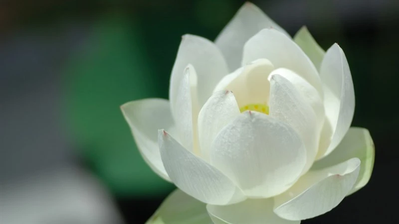 Tổng hợp 100+ hình ảnh hoa sen đẹp nhất 2024