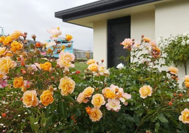 Cây Hoa Hồng - Nguồn gốc, đặc điểm, phân loại và ý nghĩa