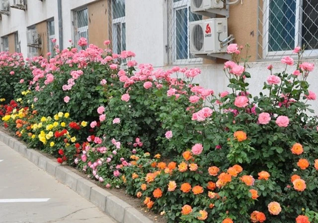 Cây Hoa Hồng - Nguồn gốc, đặc điểm, phân loại và ý nghĩa