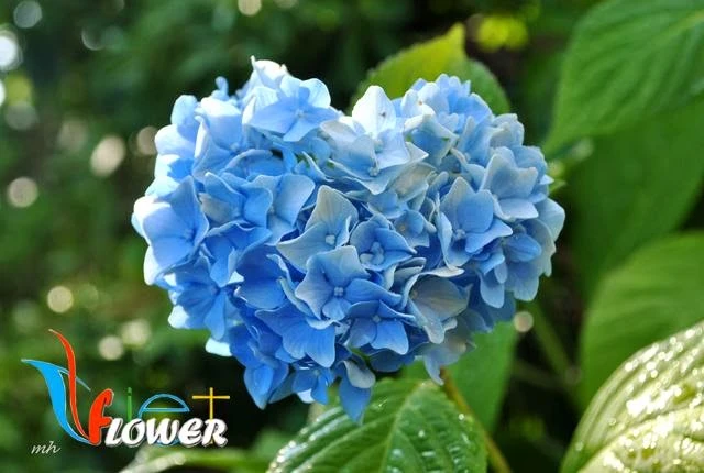 Ý nghĩa hoa Cẩm tú cầu (hoa Tử dương)