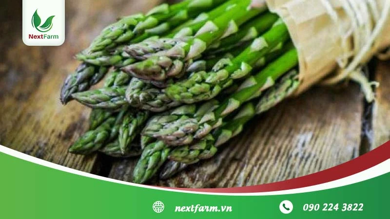 Hướng dẫn cách trồng măng tây hiệu quả tại nhà