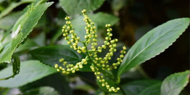 Hoa Sói - Loài Hoa Thơm Và Công Dụng Trong Đời Sống