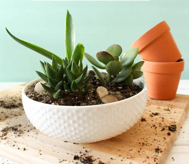 Sen đá là gì? Tất tần tật thông tin về cây sen đá mà bạn nên biết.