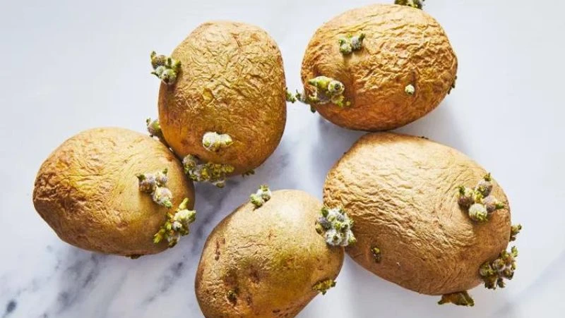 Ăn khoai tây mọc mầm nhỏ có an toàn không? Cách xử lý khoai tây đang mọc mầm