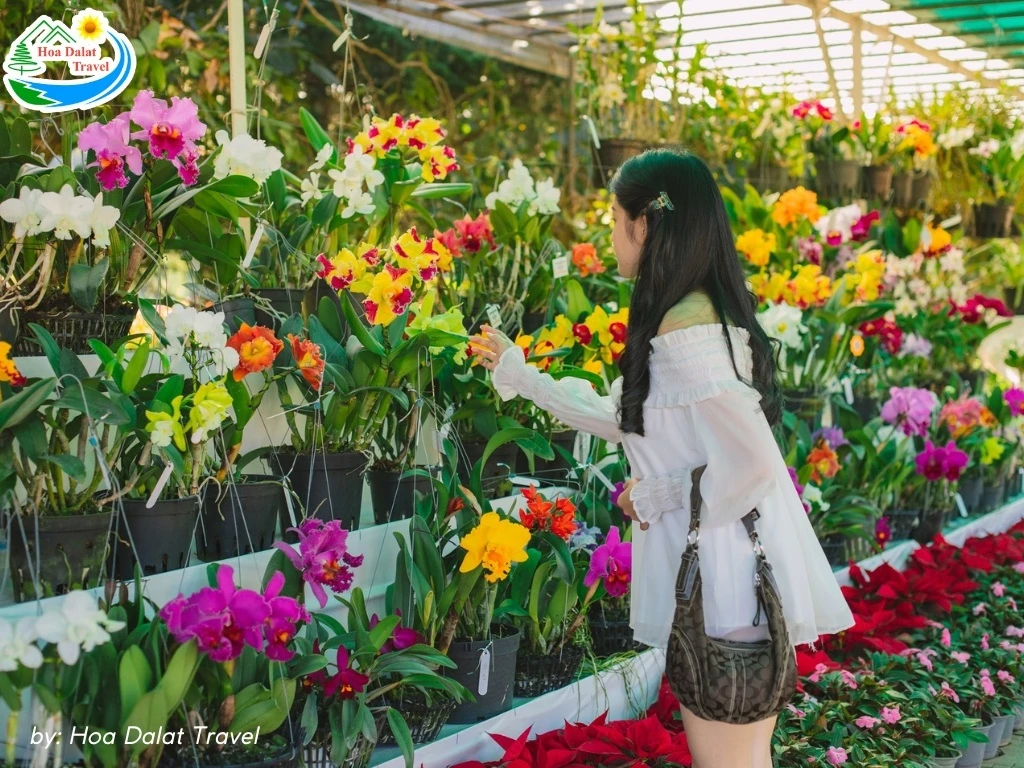 Vườn Hoa Thành Phố Đà Lạt - Giá Vé Và Giờ Mở Cửa Tham Quan 2024