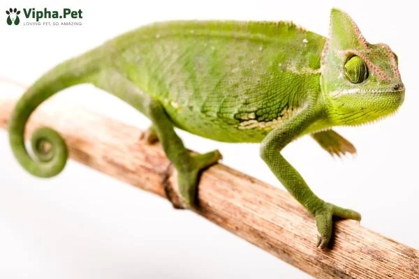 Tìm hiểu về tắc kè hoa và thằn lằn