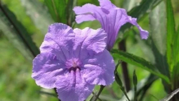 TOP 15+ Hoa màu tím tặng 20/10 cho mẹ, vợ, người yêu đẹp nhất