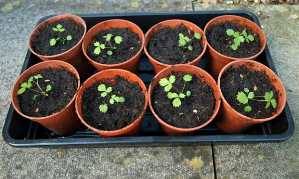 Cách trồng và chăm sóc dâu tây tại nhà đơn giản, cho quả chín mọng