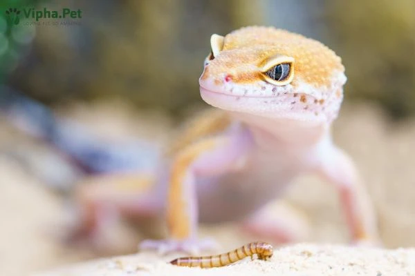 Tìm hiểu về tắc kè hoa và thằn lằn