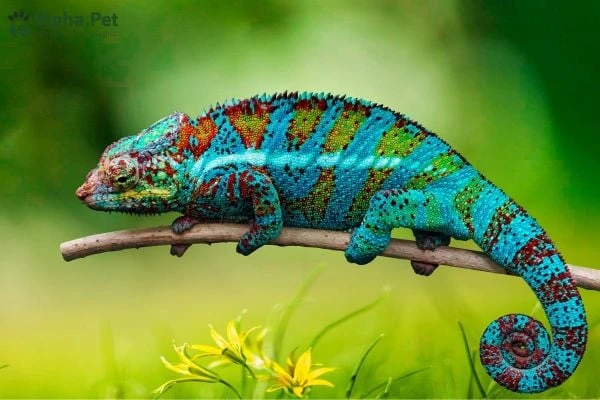 Tìm hiểu về tắc kè hoa và thằn lằn