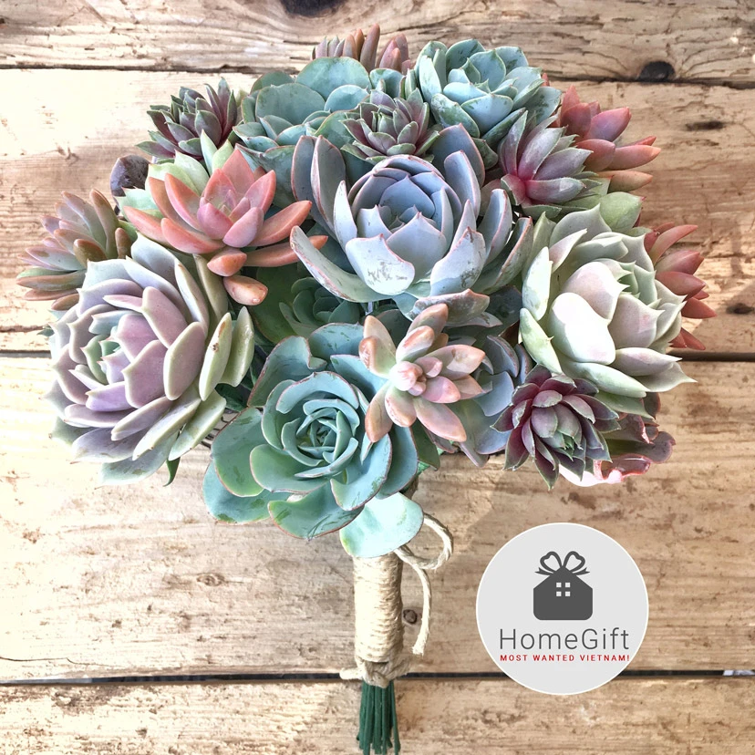 Sen đá là gì? Tất tần tật thông tin về cây sen đá mà bạn nên biết.