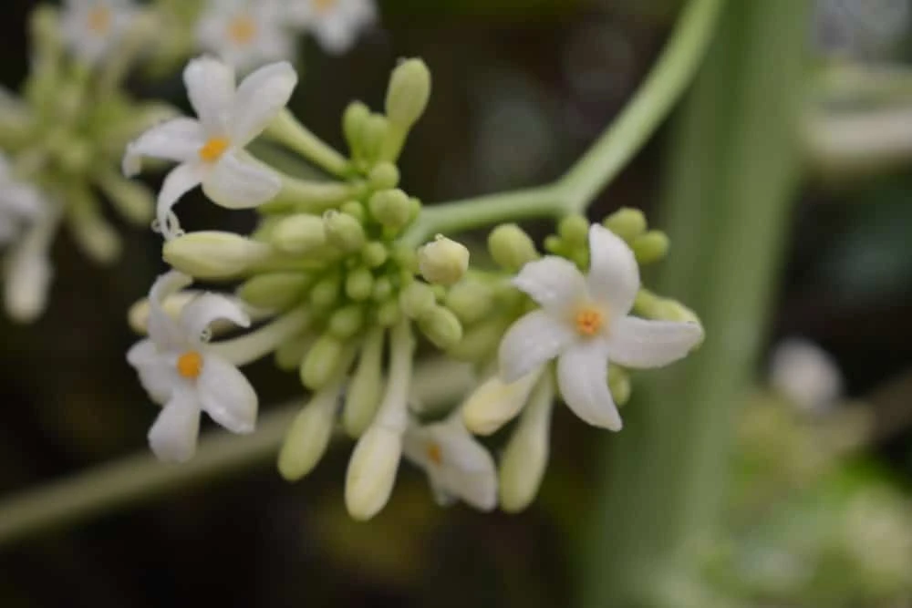 Tác dụng của hoa đu đủ đực trong dinh dưỡng