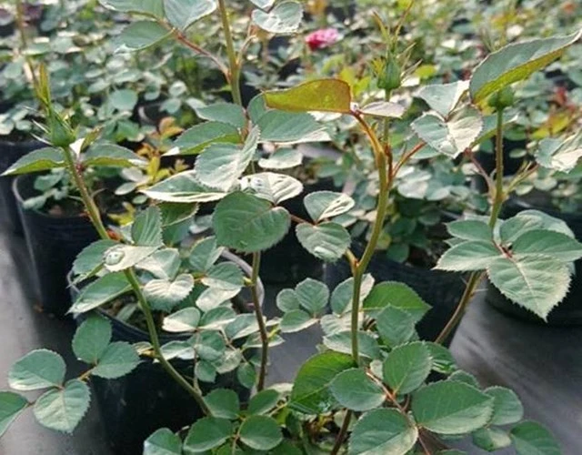 Ý nghĩa hoa hồng nhung và cách trồng ra hoa đẹp