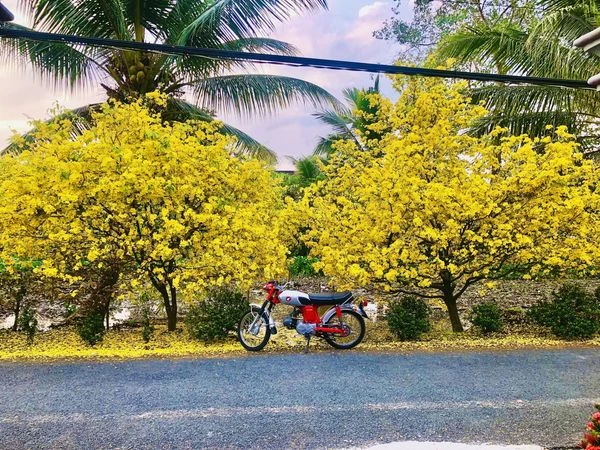 Ý Nghĩa Văn Hóa Của Hoa Mai Vàng Trong Đời Sống Việt Nam