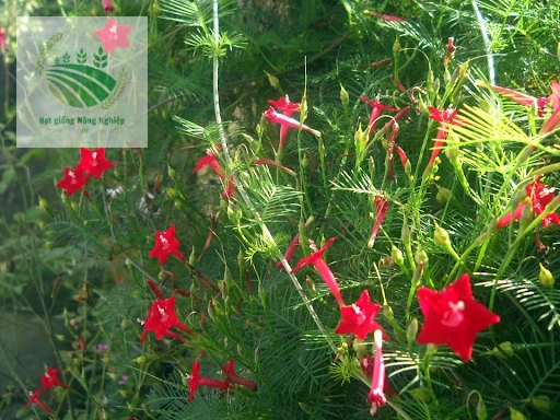 Hạt giống hoa tóc tiên