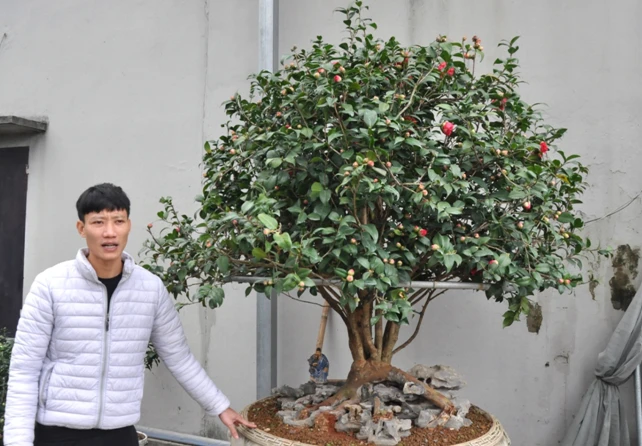 Khám Phá Giá Trị Văn Hóa Hoa Trà My Trong Cuộc Sống