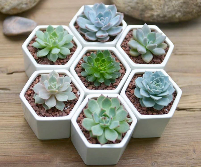 Sen đá là gì? Tất tần tật thông tin về cây sen đá mà bạn nên biết.