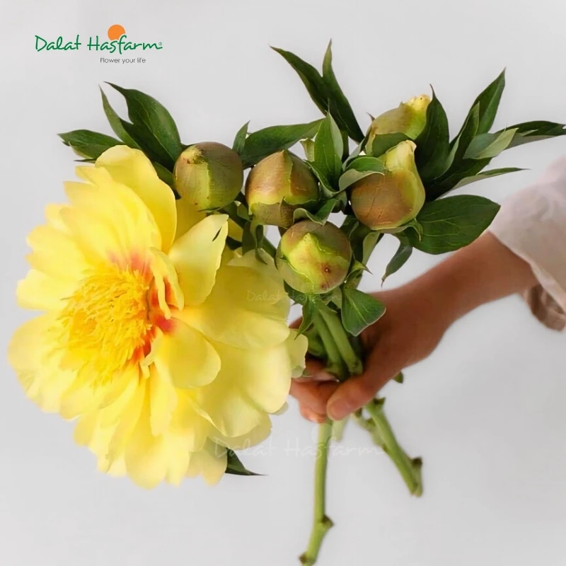 Mẫu Đơn (Peony): Nguồn gốc, đặc điểm, ý nghĩa và cách chăm sóc