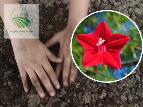 Hạt giống hoa tóc tiên