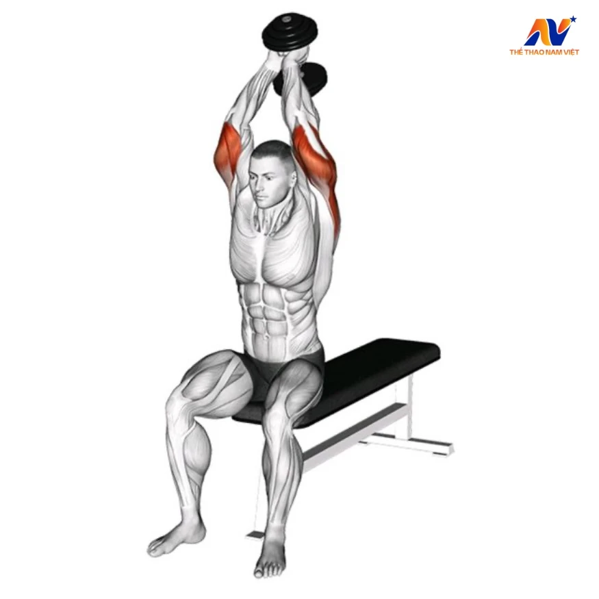 10 bài tập tay sau với tạ đơn hiệu quả tại nhà