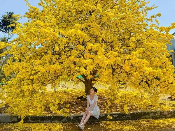 KHÁM PHÁ HOA MAI VÀNG: Ý NGHĨA, LOẠI CÂY, VÀ BÍ QUYẾT TRỒNG SỐNG VÀ CHĂM SÓC