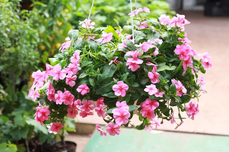 Khám Phá Đặc Điểm Của Hoa Dừa Cạn