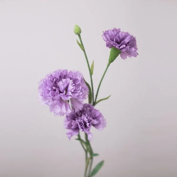 TOP 15+ Hoa màu tím tặng 20/10 cho mẹ, vợ, người yêu đẹp nhất