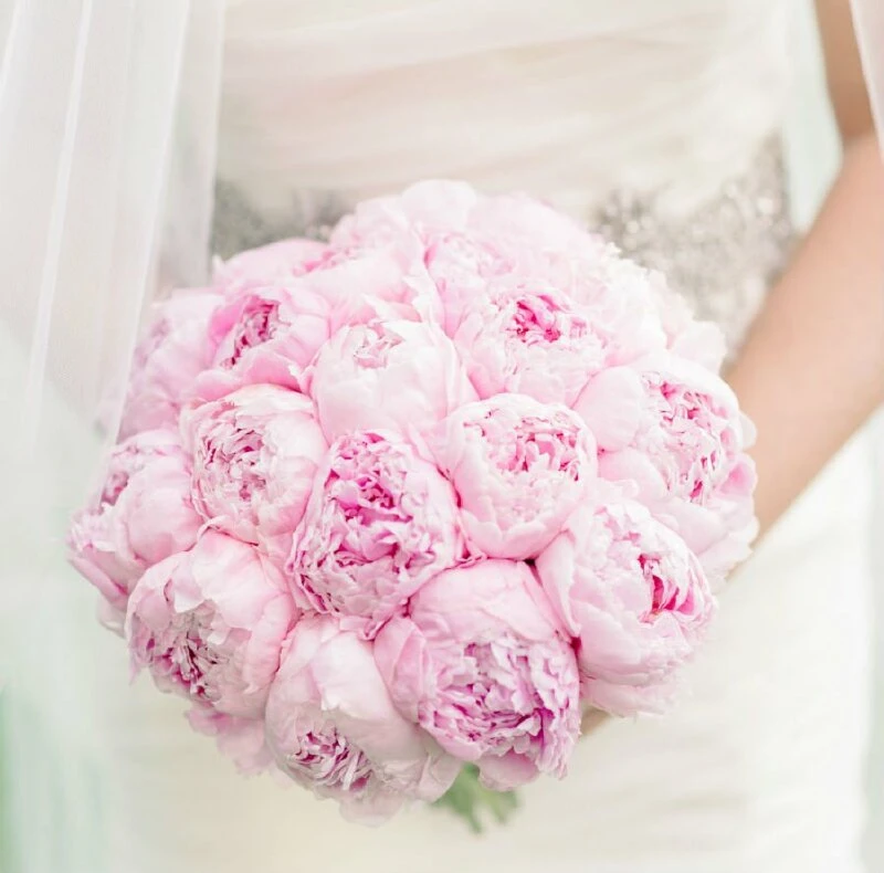 Top 101 hình nền hoa mẫu đơn đẹp nhất dùng cho máy tính, điện thoại