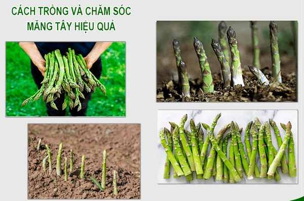 Kỹ Thuật Trồng Măng Tây Bằng Hạt Cho Năng Suất Tốt