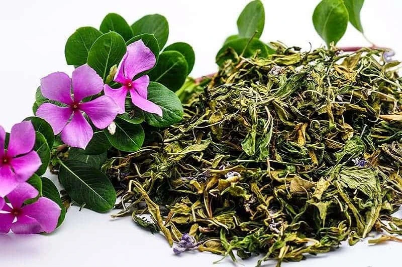 Cây dừa cạn trồng làm cảnh và có thể chữa bệnh