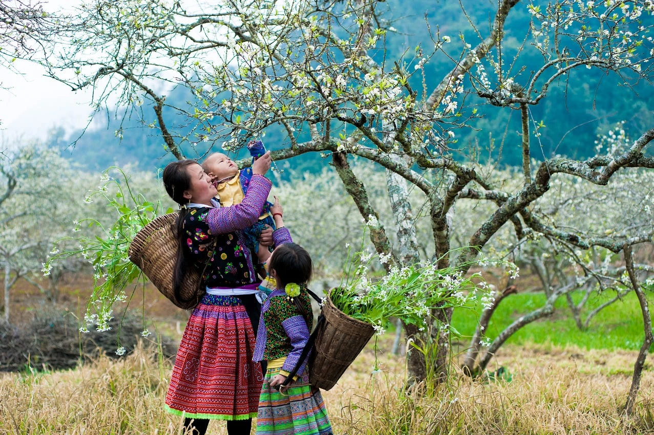 Tháng 3 hoa ban nở, bỡ ngỡ lạc giữa rừng hoa