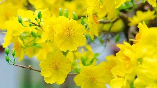 KHÁM PHÁ HOA MAI VÀNG: Ý NGHĨA, LOẠI CÂY, VÀ BÍ QUYẾT TRỒNG SỐNG VÀ CHĂM SÓC