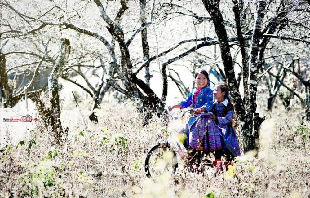 Tháng 3 hoa ban nở, bỡ ngỡ lạc giữa rừng hoa