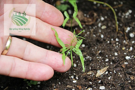 Hạt giống hoa tóc tiên