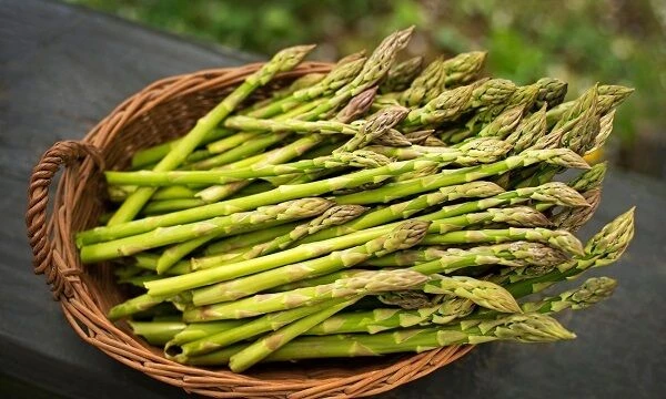 Hướng Dẫn Cách Trồng Măng Tây Bằng Hạt Đơn Giản