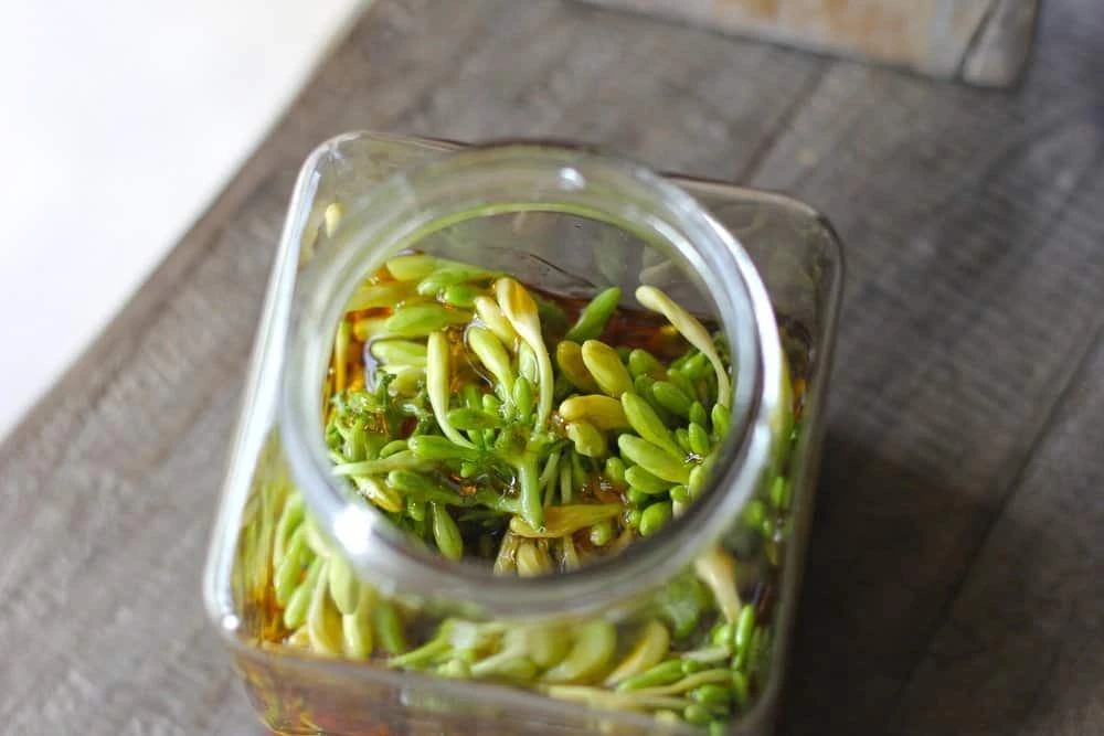 Hoa đu đủ đực có tác dụng gì? 7 tác dụng ít người biết