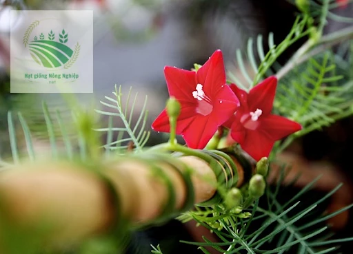 Hạt giống hoa tóc tiên