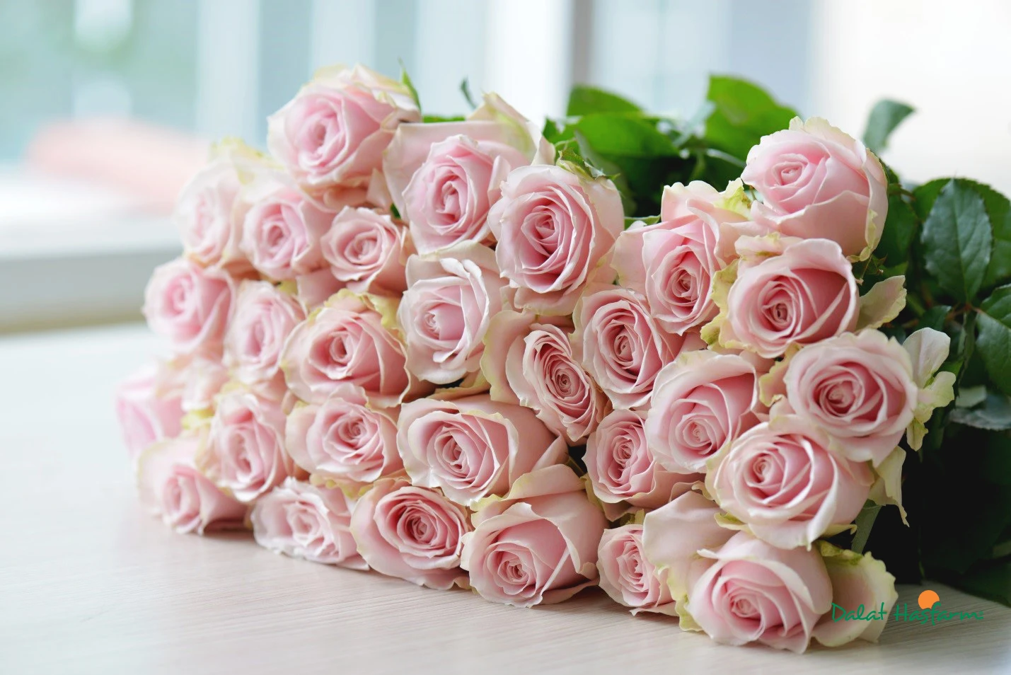 Hướng dẫn chuẩn bị nguyên liệu cắm hoa hồng