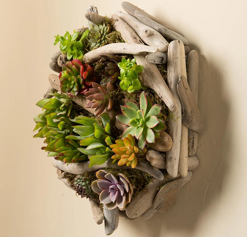 Sen đá là gì? Tất tần tật thông tin về cây sen đá mà bạn nên biết.