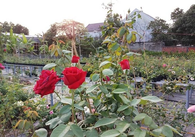 Ý nghĩa hoa hồng nhung và cách trồng ra hoa đẹp