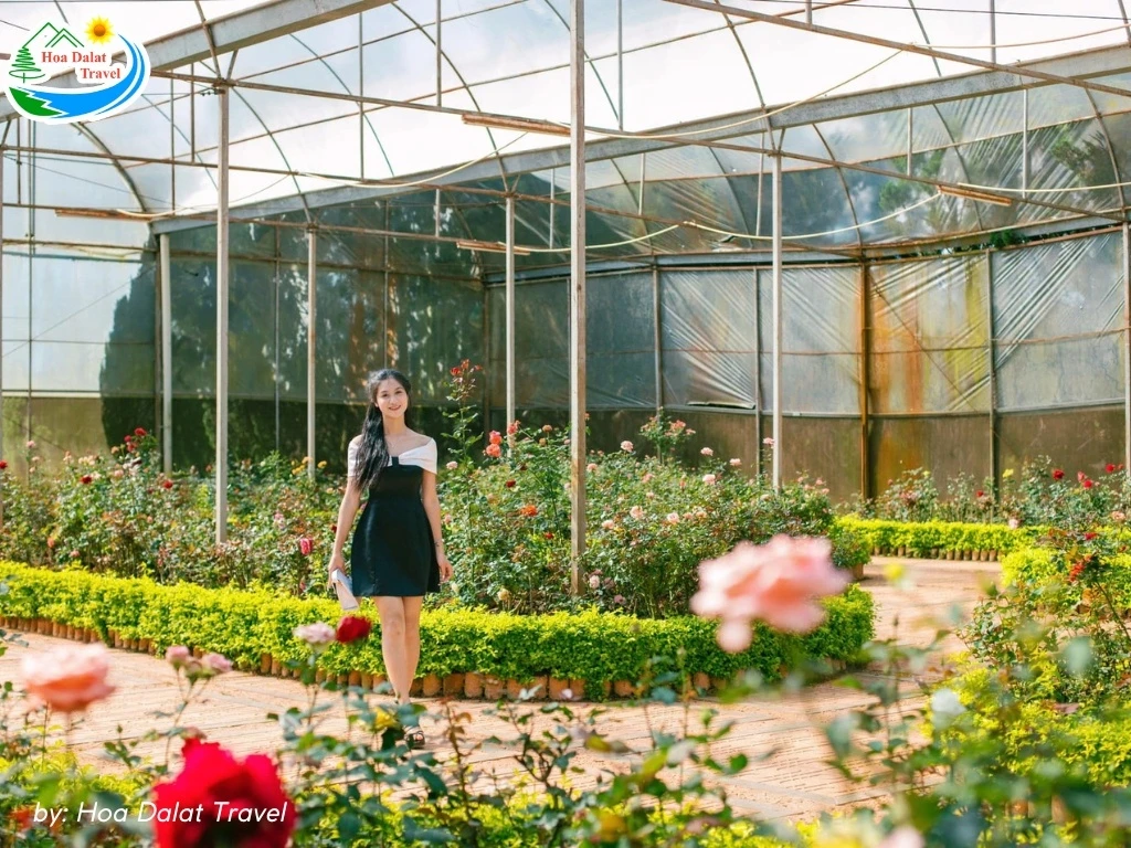 Vườn Hoa Thành Phố Đà Lạt - Giá Vé Và Giờ Mở Cửa Tham Quan 2024