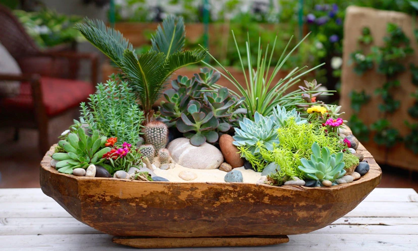 Khám Phá Lợi Ích Của Hoa Sen Đá Trong Trang Trí Nội Thất