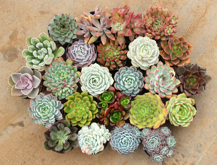 Sen đá là gì? Tất tần tật thông tin về cây sen đá mà bạn nên biết.