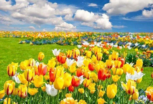 Ý Nghĩa Hoa Tulip: Biểu Tượng Của Sắc Đẹp Và Sự Kiên Cường