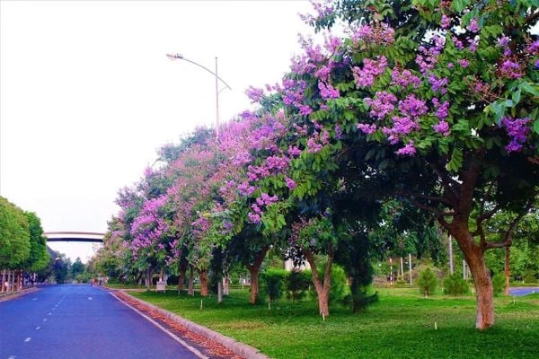 TOP 15+ Hoa màu tím tặng 20/10 cho mẹ, vợ, người yêu đẹp nhất