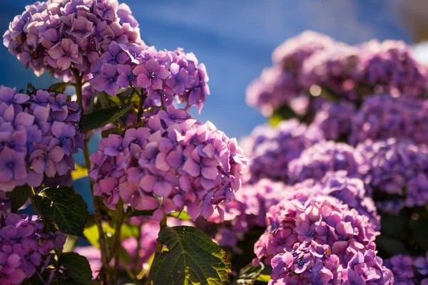 TOP 15+ Hoa màu tím tặng 20/10 cho mẹ, vợ, người yêu đẹp nhất