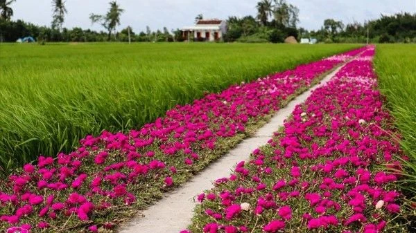 TOP 15+ Hoa màu tím tặng 20/10 cho mẹ, vợ, người yêu đẹp nhất