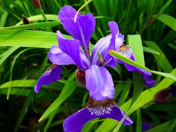 TOP 15+ Hoa màu tím tặng 20/10 cho mẹ, vợ, người yêu đẹp nhất